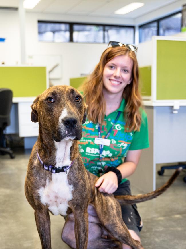 Office dog in the making Noah with volunteer. Pic Peter Wilson