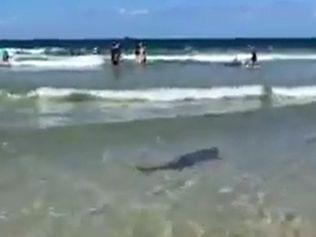 Amazing footage has emerged of a shark swimming amongst swimmers at Byron Bay's Main Beach.