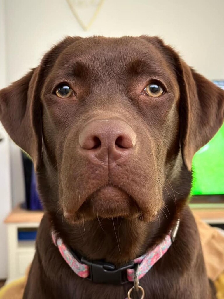Milly: Em Martin's 15 month old Chocolate Labrador