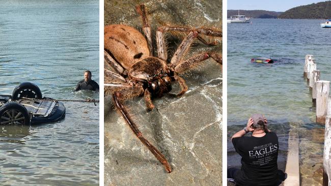 Why is the northern beaches a hotspot for cars ending up in the ocean?