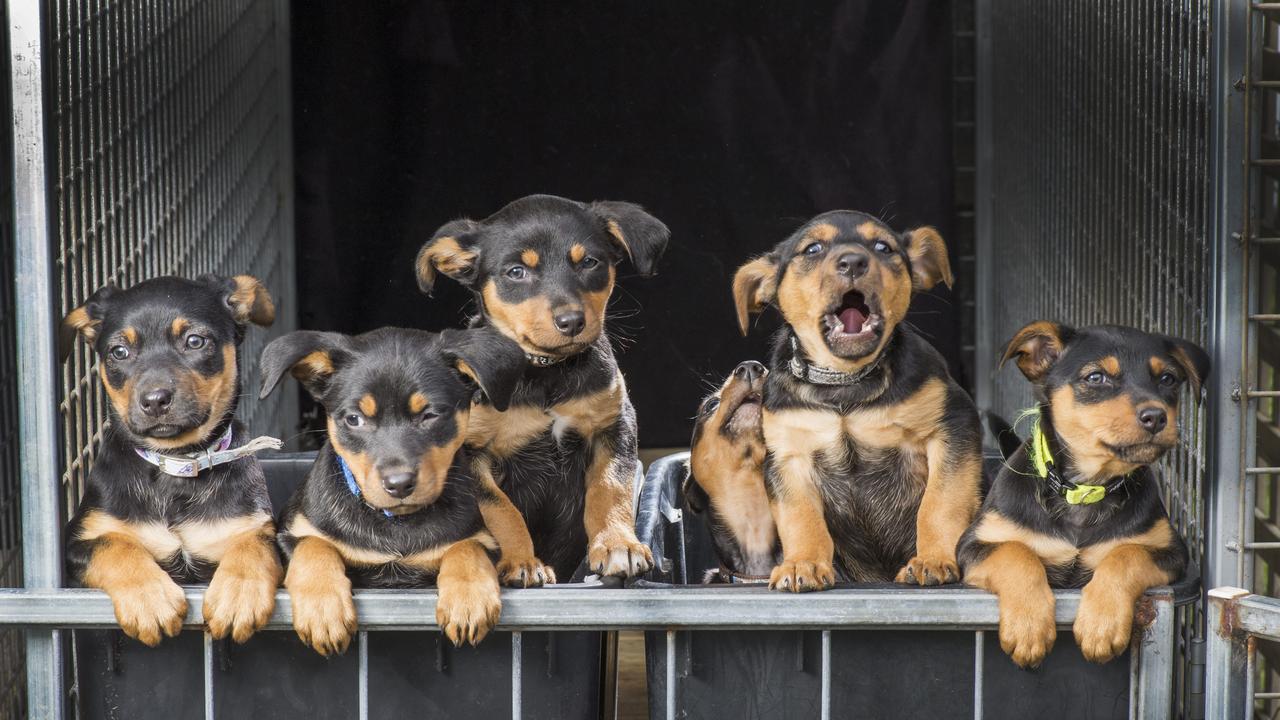 Six kelpie pups up for adoption at the Australian Working Dog Rescue centre at Ballan, Victoria — workingdogrescue.com.au. Picture: Rob Leeson