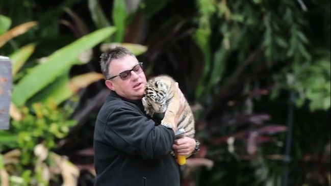 Cubs explore Tiger Island at Dreamworld