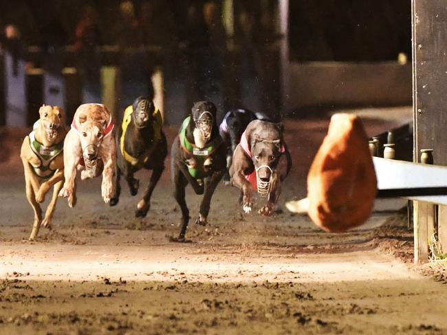 Trainer Brian Jacobson with greyhound Mircale took the win for the Darwin Cup Greyhounds final
