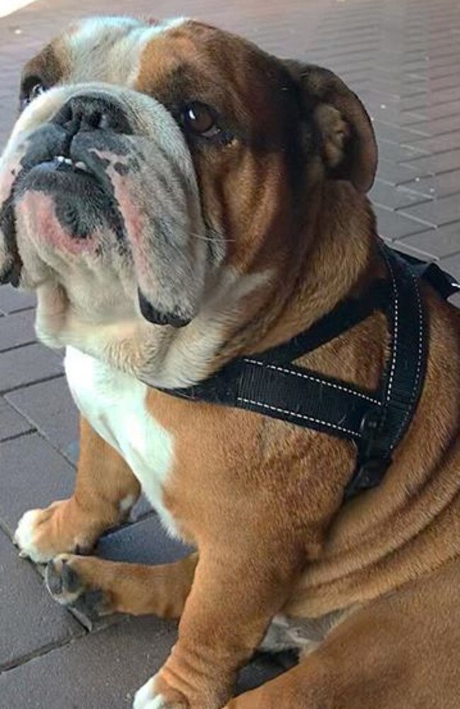 Sergeant, a 4-year-old bulldog from the Gold Coast, is a social media star. @sgt_bulldog