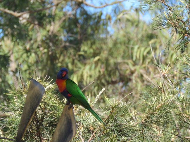 Jamie Nolan, of Narellan Vale, took this photo of a rainbow lorikeet in his backyard. #SnapSydney2016 #SnapSydney #SnapMacarthur