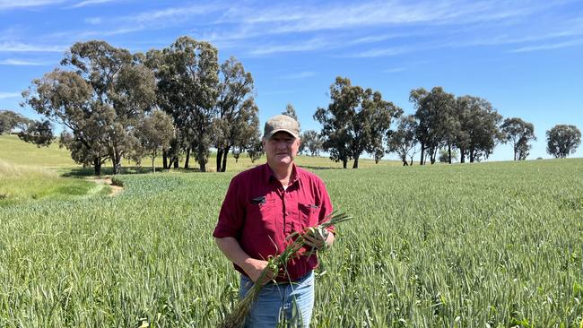 Agronomist and farmer Don Kirkpatrick of Maxwell in southern NSW inspects a wheat crop. Picture: Nikki Reynolds