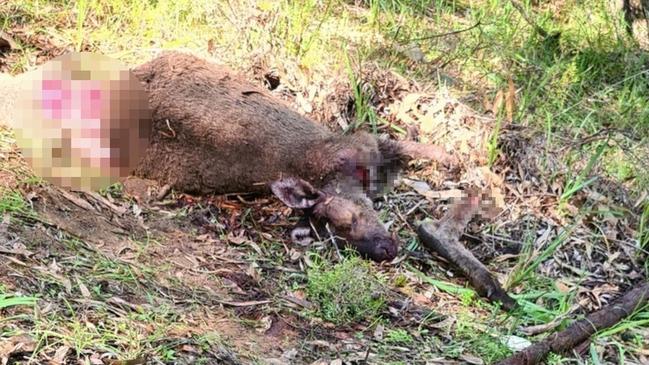 RSPCA WA has issued a call for information following a spate of cruel and senseless violent attacks on kangaroos in Bunbury. Picture: Supplied via NCA NewsWire