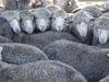 WA farmers make moves ahead of live export ban
