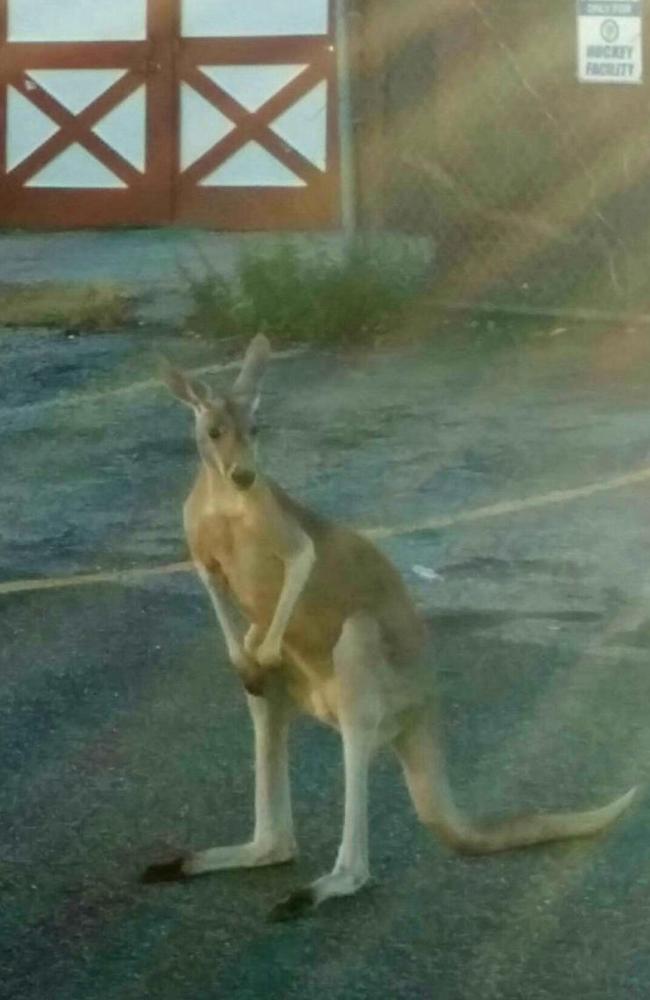 Buster the Kangaroo Staten Island. Picture: Facebook