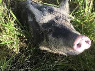 The pig is believed to be a missing farm animal.