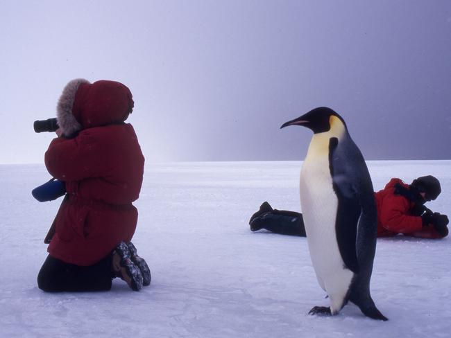 Penguins and people in Antarctica. Australian Antarctic Festival, Hobart. Picture: Doug Thost.