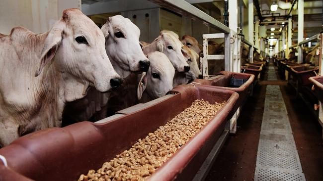 Pressure is mounting for the Government to accept the judgment that the Gillard Government’s blanket ban on live exports was unlawful. Picture: Keri Megelus