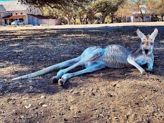 Kangaroo hunting is a ‘rare treat’, the ranch says. Picture: Ox Ranch/Instagram