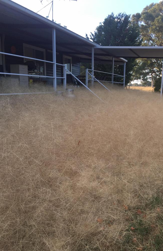 The tumbleweed overtook Ms Gloury’s veranda. Picture: Leanne Gloury