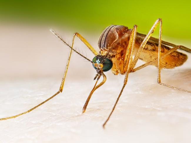 Adult female Cx. quinquefasciatus mosquito taking a blood meal. Picture: Supplied