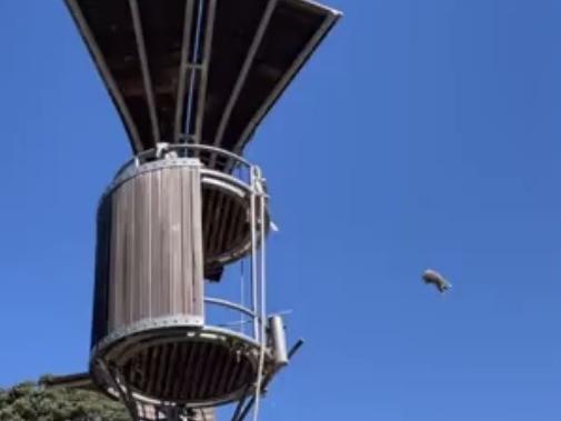 The short clip shows the orangutan flinging the marsupial from its perch, then jumping up to inspect its handiwork. Picture: Reddit / u/j___---h