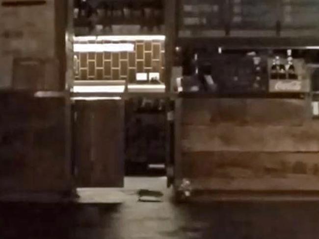 Rodent problems... A rat is captured roaming the food court: Picture: Cameron Smith