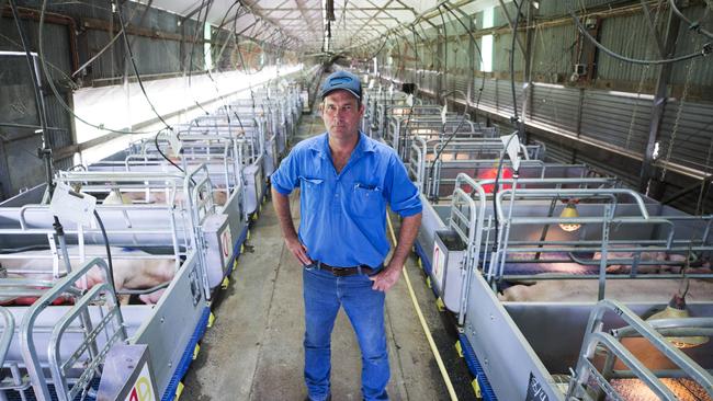 Gary Maguire inside the farrowing shed at Glasshouse Country Farms. 