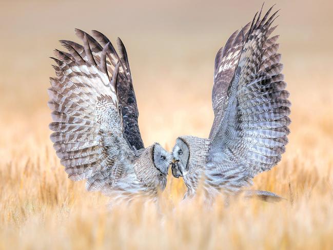 Qiuqing Mu, of China, was watching a great grey owl hunting in a wheat field when a juvenile flew down to be fed. The shot secured bronze in the Bird Behaviour category. Picture: Qiuqing Mu / Bird Photographer of the Year