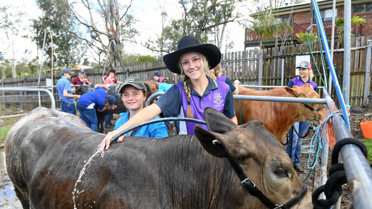 SCRUB-UP: Arabelle Solly and Melanie Stevens from Aldridge State High prepare  their cow for show. Picture: Troy Jegers