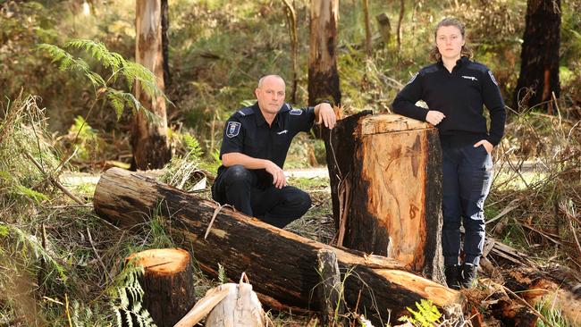 Barwon South senior forest and wildlife officer Scott Nicholson and forest and wildlife officer Sabrina Gray-Viggiano with illegally felled trees in the Eastern Otway Forrest Park. Picture: Alison Wynd