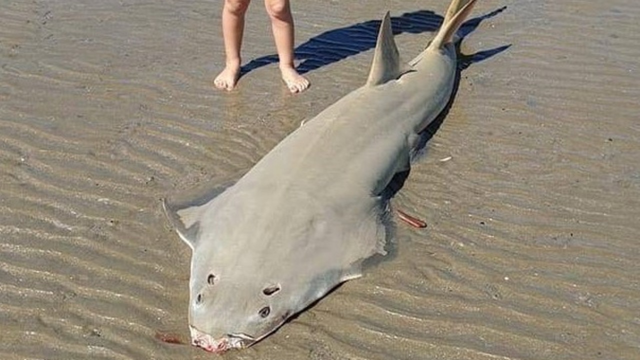 Mackay: Vulnerable sawfish shark found without snout on beach | The ...