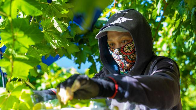 Undocumented workers pick table grapes on a farm outside of Mildura. Picture: Robert Klarich