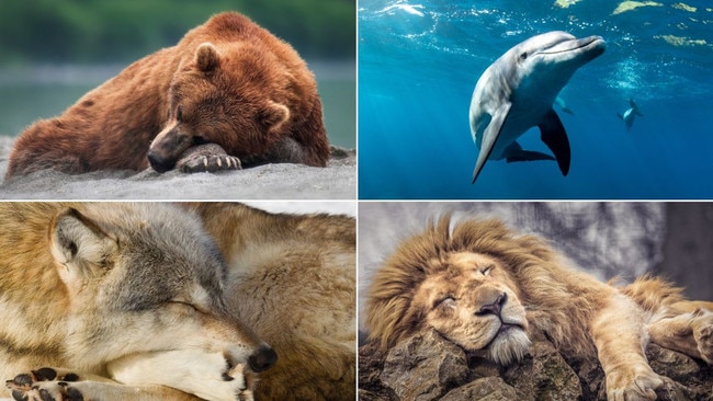 Which sleep animal are you? It matters more than you think. Picture: Getty Images