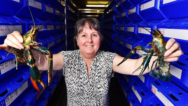 Australian Crayfish Hatchery managing director Dr Lisa Elliott pictured with Freshwater Redclaw Crayfish. Picture: Shae Beplate.