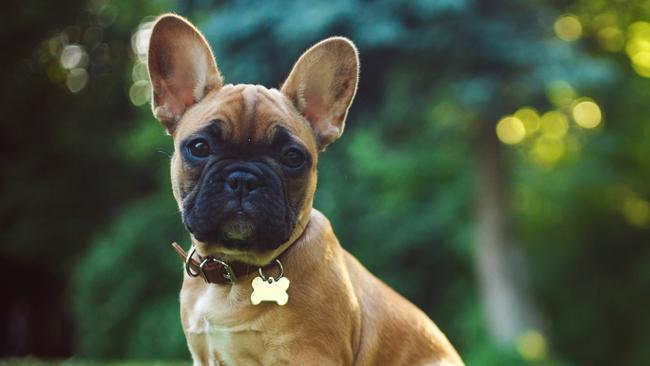 A decision on a French Bulldog breeding/boarding facility has been delayed.