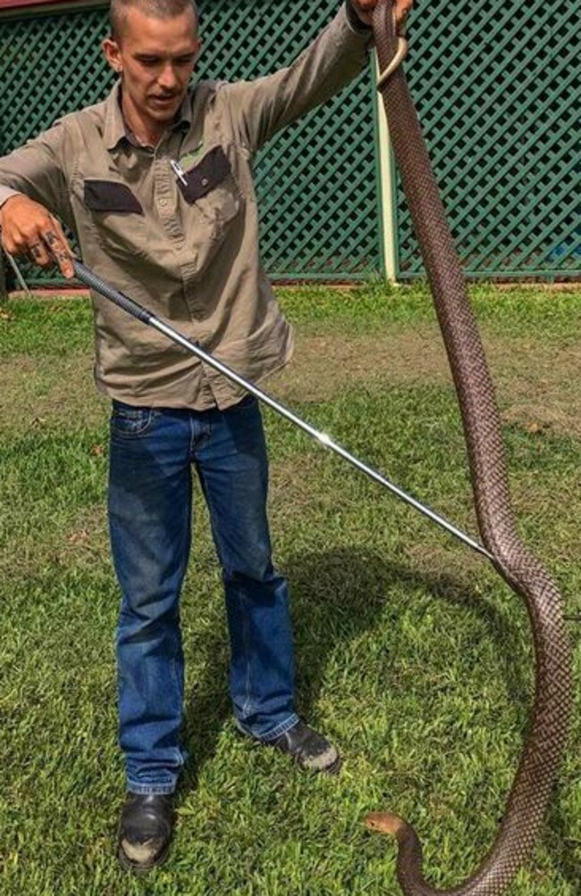 Snake catcher Rhys Chapman says as more and more houses are built, snakes are running out of their natural habitat and seeking refuge in people’s yards. Picture: Rhys Chapman Wildlife Services | Facebook