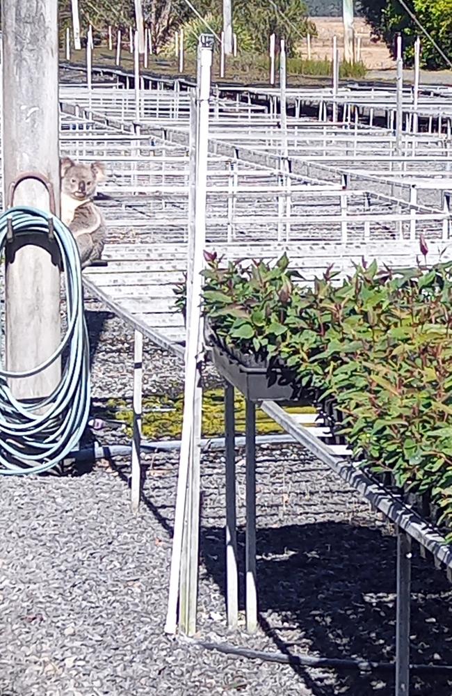 Claude the koala unsuccessfully tries to use a power pole as camouflage. Picture: Eastern Forest Nursery.