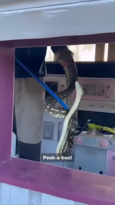 Snake Catcher Removes Python From Kids' Playhouse