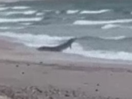 A crocodile was spotted up to five times at Coonarr Beach at the mouth of the Elliott River, near Bundaberg, in central Queensland.battling the waves at a beach hundreds of kilometres from where the reptiles are usually found has shocked locals. Picture: Supplied/ Jasmine Van Den Bos