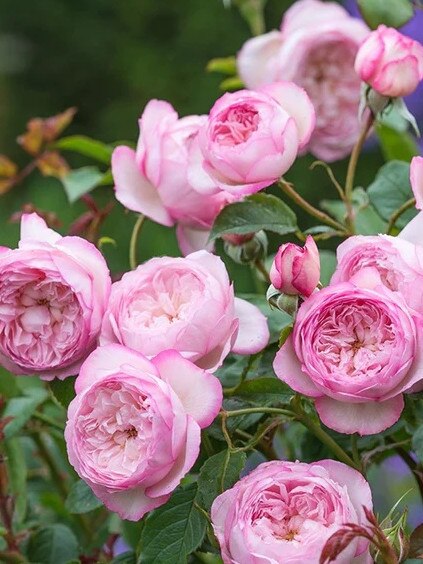 The Mill on the Floss from David Austin Roses.