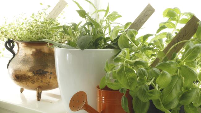 A bit of greenery indoors can make a huge difference to the feel of a home.