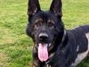 How Bandit the police dog nearly met his end