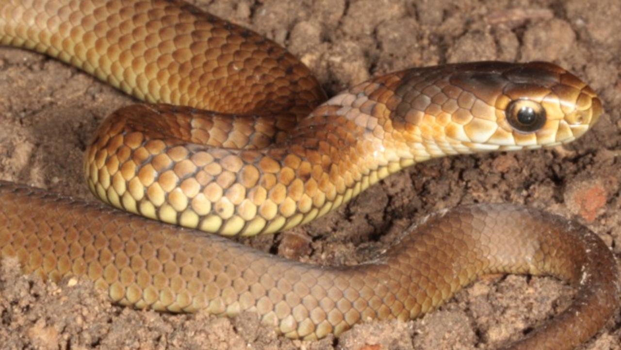 Snakes in Melbourne: Winter weather causing reptiles to thrive in cold ...