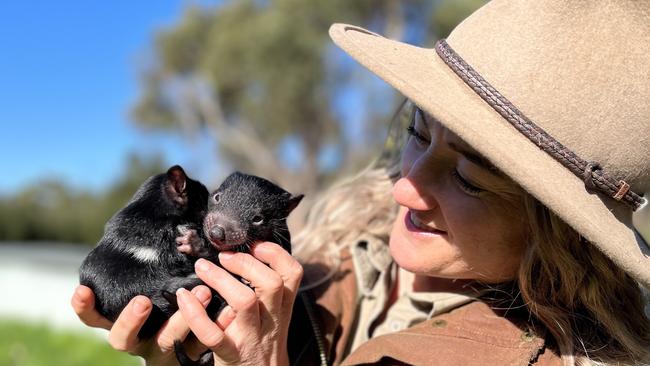 Nat Hill with devil joeys. Joey Tasmanian devils born at East Coast Natureworld. Picture: East Coast Natureworld