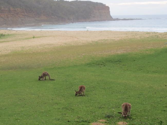 Pebbly Beach is magical. Picture: Kate Schneider