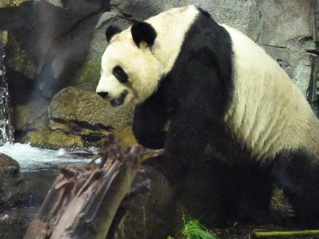 Male panda Da Mao is on his way home to China after a Canadian zoo struggled to provide enough bamboo for him to eat due to the coronavirus pandemic. Picture: AFP