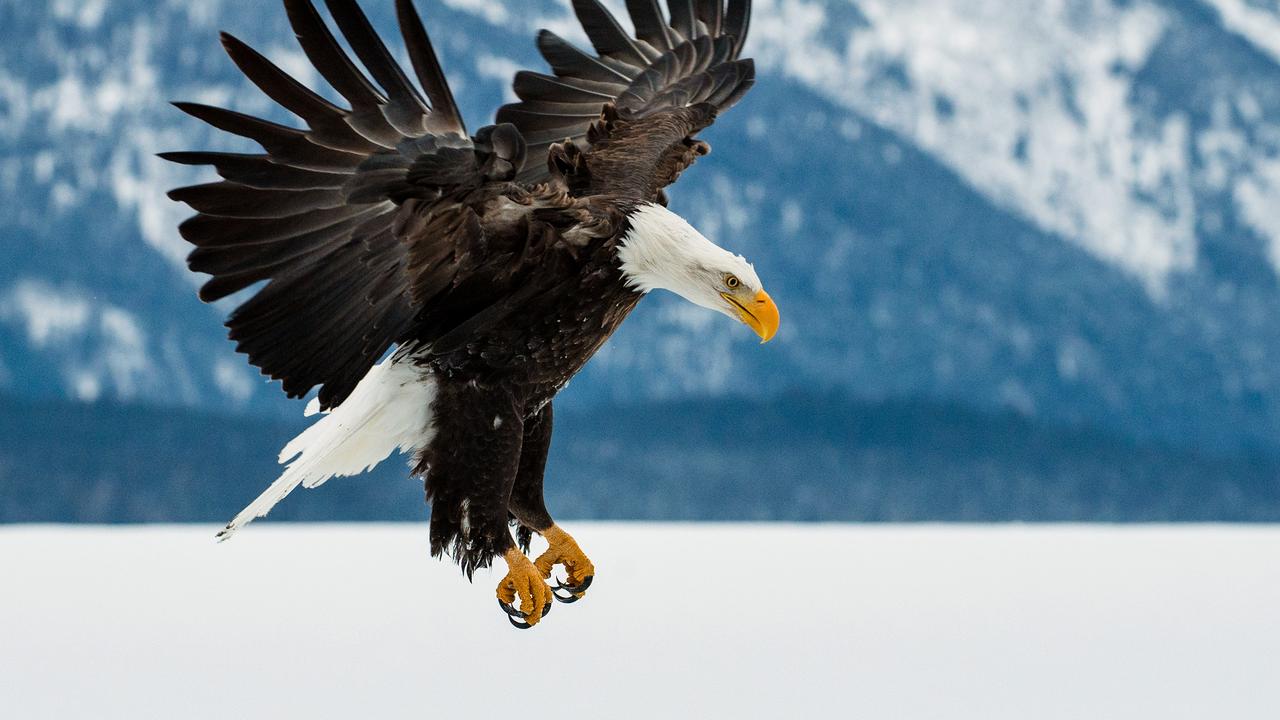 Bald eagle attacks, destroys Michigan government DJI Phantom drone ...