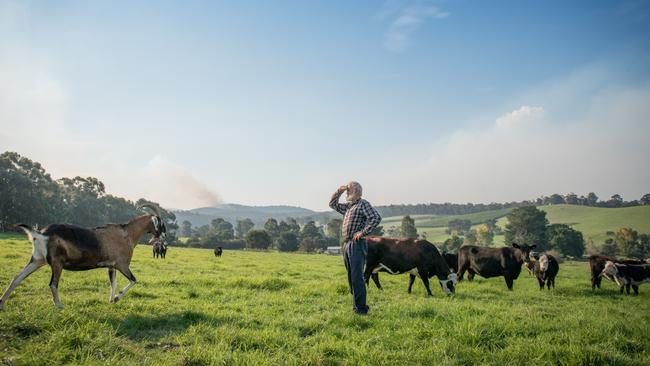 Human touch: Ian Trevaskis at his 120-hectare beef farm at Orbost in East Gippsland. Pictures: Laura Ferguson