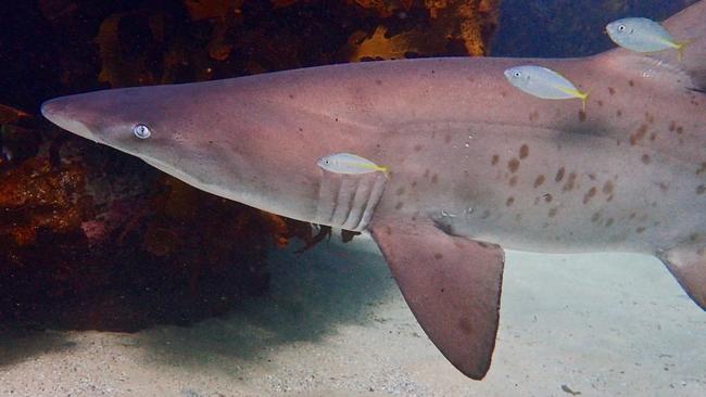 A grey nurse shark in Cabbage Tree Bay, the same type that bit Mr Schultz. Picture: Nick Dawkins.