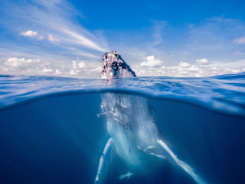 Humpback whales at Hervey Bay on Queensland's Fraser Coast. – Must credit Mark Fitz Tourism and Events Queensland