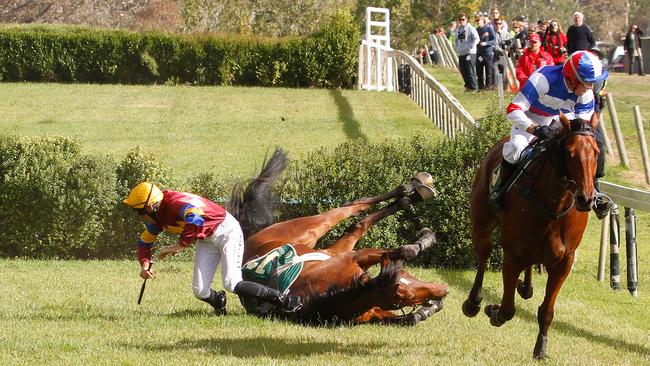 Racehorse Thomond Park stumbles and falls after a jump during the Great Eastern Steeple race at Oakbank in 2012. Picture: BanJumpsRacing.com