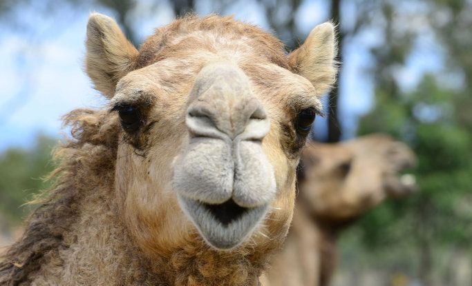 A milking camel at the Australian Wild Camel Corporation and Australia's largest camel dairy farm at Harrisville. Picture: David Nielsen