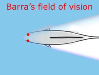 Barra field of vision