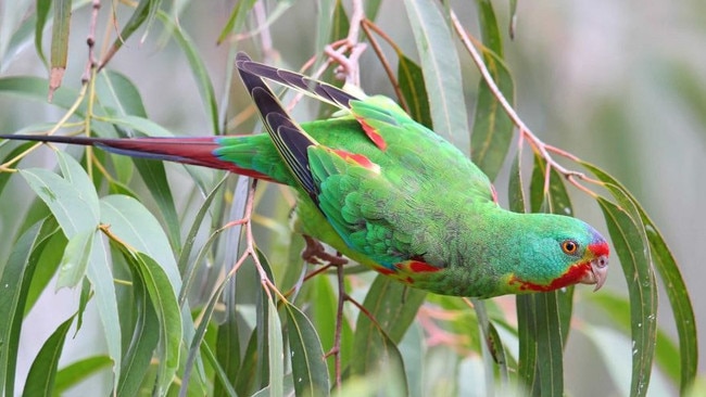 The critically endangered swift parrot.