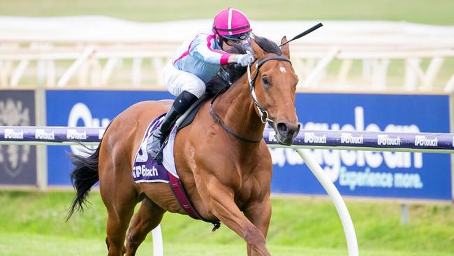 Bravo Centurion will be aiming up for his seventh consecutive win when he contests the Group 1 Winterbottom Stakes at Ascot on Saturday. Picture: Western Racepix